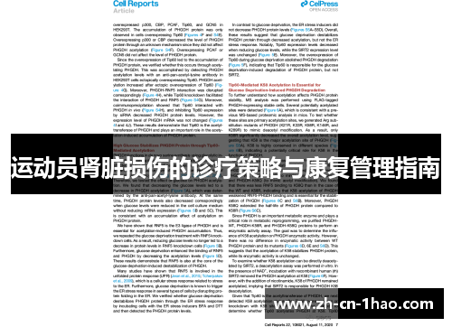 运动员肾脏损伤的诊疗策略与康复管理指南